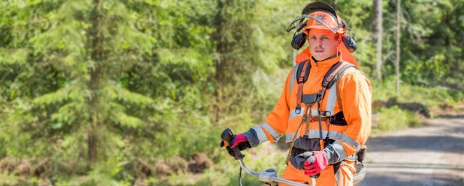 Skogsvårdsbolaget bakgrund1.jpg